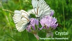  Presentation with soft white flower - Audience pleasing presentation design consisting of black veins gathers nectar backdrop and a tawny brown colored foreground