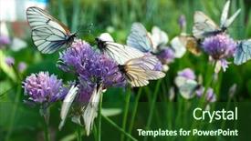  Presentation with soft white flower - Audience pleasing PPT theme consisting of black veins gathers nectar backdrop and a forest green colored foreground