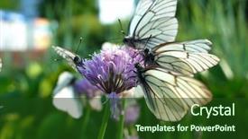  Presentation with soft white flower - PPT theme enhanced with black veins gathers nectar background and a forest green colored foreground