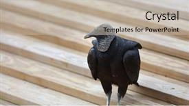  Presentation with black stain abstract watercolour - Beautiful presentation design featuring black vulture on the wooden backdrop and a mint green colored foreground