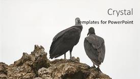  Presentation with cliff - Theme consisting of black-vultures-standing background and a sky blue colored foreground