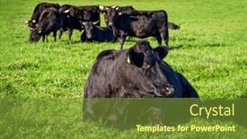 Presentation with green morning - Slide set consisting of black-wagyu-cow-group background and a tawny brown colored foreground