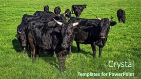  Presentation with wagyu - Theme featuring black-wagyu-cow-group background and a tawny brown colored foreground