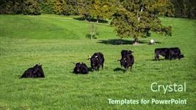  Presentation with green morning - Slide deck having black-wagyu-cow-group background and a tawny brown colored foreground