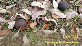  Presentation with mold - Theme having black-walnuts-with-penicillium-mold background and a coral colored foreground