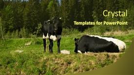  Presentation with green morning - Slide set with black-white-angus-cows-group background and a tawny brown colored foreground