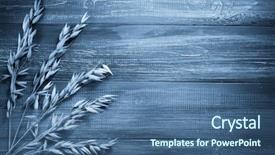  Presentation with oat - PPT layouts consisting of black white border - ears of oat on wooden background and a ocean colored foreground