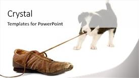  Presentation with old butcher shop - Colorful presentation theme enhanced with black white border - young puppy of 5 weeks backdrop and a white colored foreground