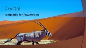  Presentation with tourism - Presentation theme having black-white-face-antelope-oryx background and a cyan colored foreground