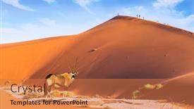  Presentation with tourism - Presentation design with black-white-face-antelope-oryx background and a coral colored foreground