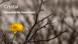  Presentation with black yellow - Slides having black white flower - image of a beautiful yellow background and a gray colored foreground