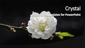  Presentation with cherry blossom - Slides having black white flower - spring cherry blossom sakura background and a black colored foreground