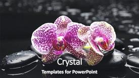  Presentation with pink black - Presentation theme having black white flower - therapy stones with pink gorgeous background and a dark gray colored foreground