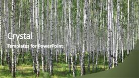  Presentation with stripe - Audience pleasing theme consisting of black white stripe - summer green birch forest backdrop and a gray colored foreground
