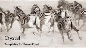  Presentation with dust - Audience pleasing presentation consisting of black white stripe - zebra stampede in a cloud backdrop and a light gray colored foreground