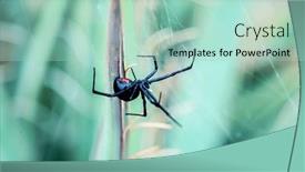  Presentation with spider - PPT layouts having black-widow-spider-close-up background and a mint green colored foreground