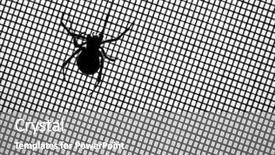  Presentation with spider - Colorful PPT theme enhanced with black widow spider on screen backdrop and a gray colored foreground