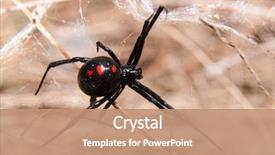  Presentation with spider - Beautiful slide set featuring black widow spider outdoors backdrop and a coral colored foreground