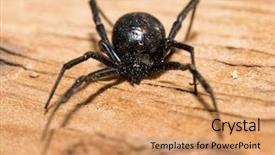  Presentation with spider - Amazing PPT theme having black widow spider outdoors backdrop and a coral colored foreground
