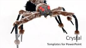  Presentation with spider - Amazing presentation theme having black widow spiders - halloween spider on a white backdrop and a white colored foreground