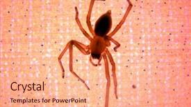  Presentation with spider - Slides consisting of black widow spiders - spider go down background and a coral colored foreground