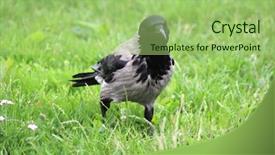  Presentation with crow - PPT theme featuring black wild crow on green background and a  colored foreground
