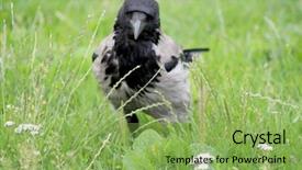  Presentation with crow - Audience pleasing presentation design consisting of black wild crow on green backdrop and a  colored foreground