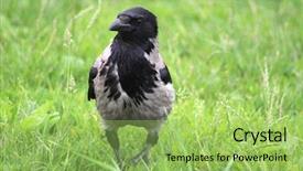  Presentation with crow - PPT layouts having black wild crow on green background and a  colored foreground