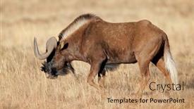  Presentation with africa - Presentation consisting of black-wildebeest-connochaetes-gnou-walking background and a  colored foreground
