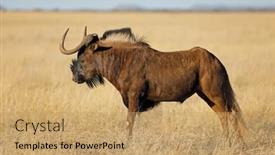  Presentation with south africa - PPT theme having black-wildebeest-connochaetes-gnou background and a coral colored foreground