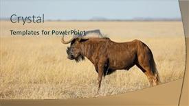  Presentation with south africa - Cool new PPT theme with black-wildebeest-connochaetes-gnou backdrop and a lemonade colored foreground