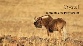  Presentation with south africa - Audience pleasing PPT theme consisting of black-wildebeest-connochaetes-gnou backdrop and a yellow colored foreground