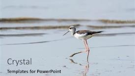  Presentation with water - Audience pleasing PPT layouts consisting of black-winged-stilt-in-shallow backdrop and a lemonade colored foreground