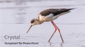  Presentation with water - Audience pleasing PPT layouts consisting of black-winged-stilt-in-shallow backdrop and a light gray colored foreground