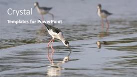  Presentation with water - Presentation design featuring black-winged-stilt-in-shallow background and a gray colored foreground