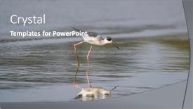  Presentation with water - Slide deck consisting of black-winged-stilt-in-shallow background and a gray colored foreground