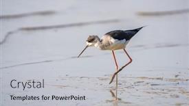  Presentation with water - PPT layouts with black-winged-stilt-in-shallow background and a light gray colored foreground
