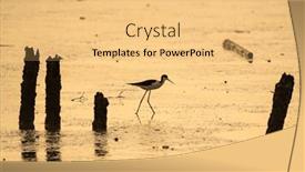  Presentation with water - Slide set consisting of black-winged-stilt-in-shallow background and a yellow colored foreground