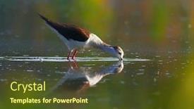  Presentation with water - Slides with black-winged-stilt-in-water background and a tawny brown colored foreground