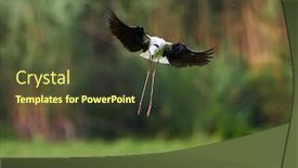  Presentation with water - Colorful theme enhanced with black-winged-stilt-in-water backdrop and a tawny brown colored foreground