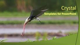  Presentation with water - Audience pleasing slides consisting of black-winged-stilt-in-water backdrop and a tawny brown colored foreground