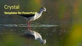  Presentation with water - Slides enhanced with black-winged-stilt-in-water background and a tawny brown colored foreground