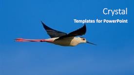  Presentation with water - PPT layouts enhanced with black-winged-stilt-in-water background and a teal colored foreground