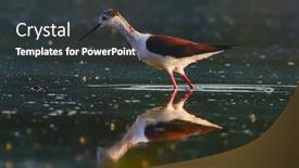  Presentation with black - Amazing PPT theme having black-winged-stilt-or-himantopus backdrop and a dark gray colored foreground