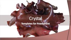  Presentation with fungus - Beautiful presentation theme featuring black wood ear fungus mushroom backdrop and a tawny brown colored foreground