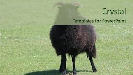  Presentation with farm land black aberdeen angu - Slides enhanced with digital circuit - dark board with red-colored background and a wine colored foreground.