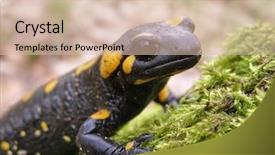  Presentation with black yellow - Presentation theme having black yellow dotted salamander closeup background and a soft green colored foreground