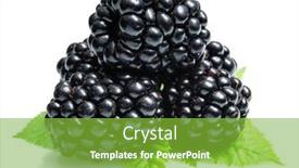  Presentation with fall leaves border white - PPT theme featuring blackberries-with-blackberry-leaves-isolated background and a seafoam green colored foreground