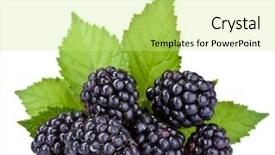  Presentation with blackberry - Beautiful presentation theme featuring blackberry - beautiful blackberries isolated on white backdrop and a soft green colored foreground
