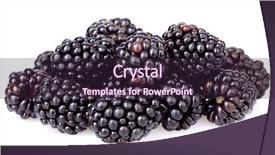  Presentation with blackberry - PPT theme having blackberry - sweet blackberries isolate on white background and a wine colored foreground
